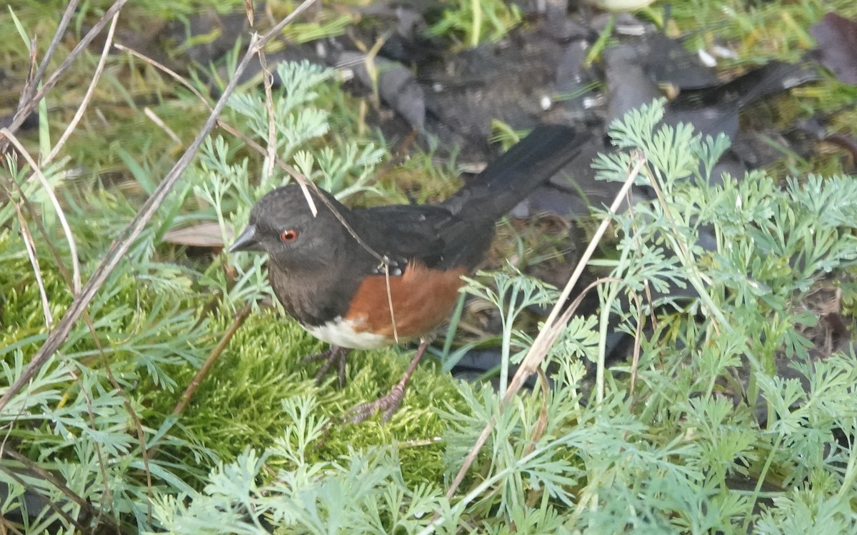 Spotted Towhee - ML646746374