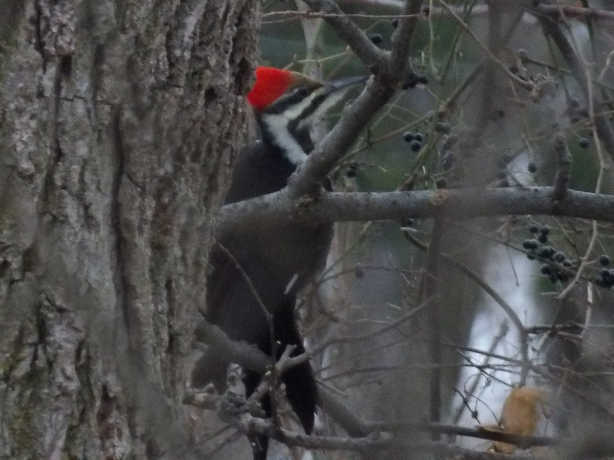 Pileated Woodpecker - ML646746375