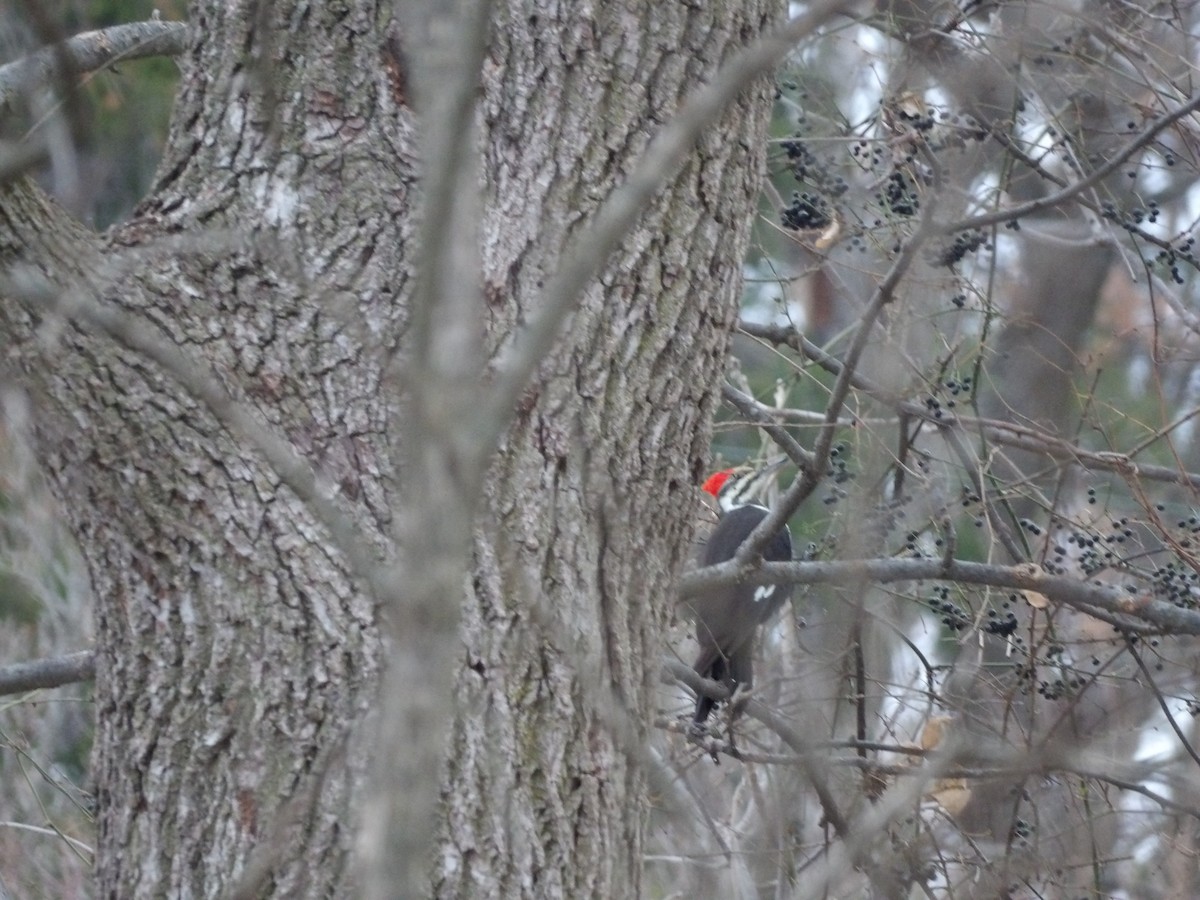 Pileated Woodpecker - ML646746376