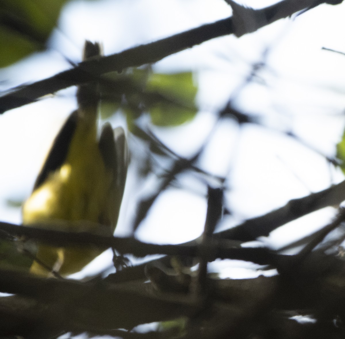 Wilson's Warbler - ML646746378