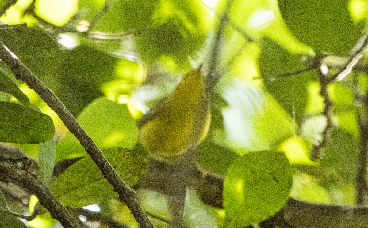 Wilson's Warbler - ML646746379
