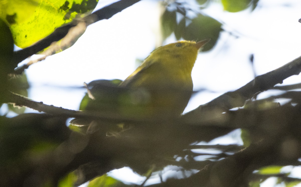 Wilson's Warbler - ML646746380