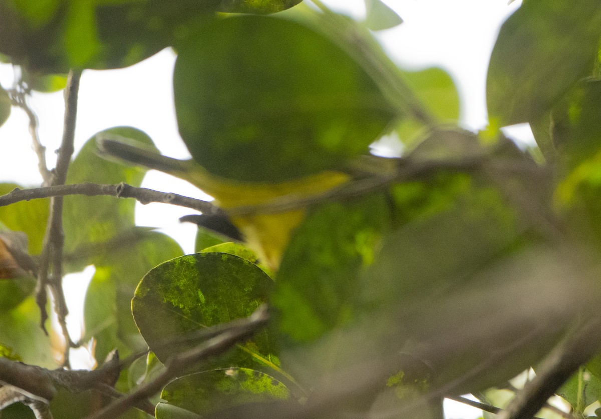 Wilson's Warbler - ML646746381