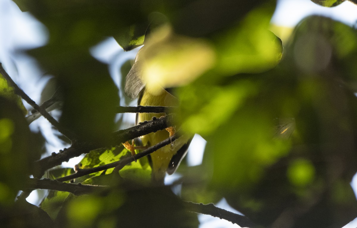 Wilson's Warbler - ML646746382