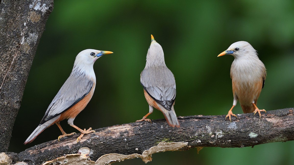 Malabar Starling - ML646746384