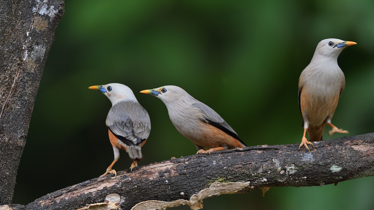 Malabar Starling - ML646746385