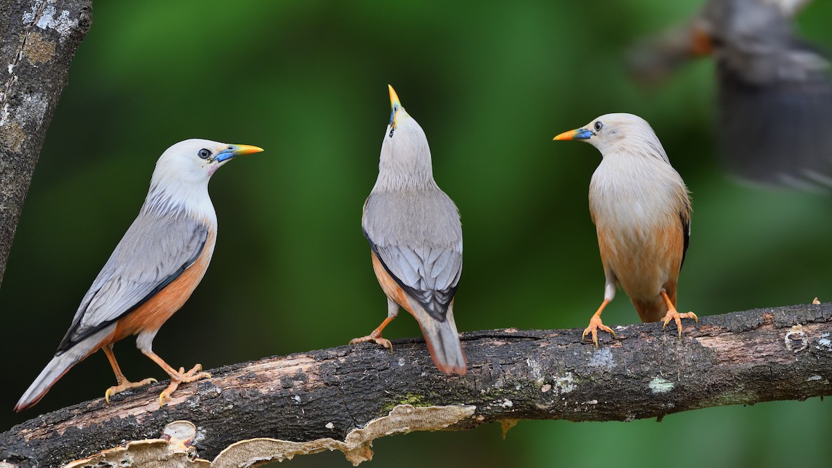 Malabar Starling - ML646746386