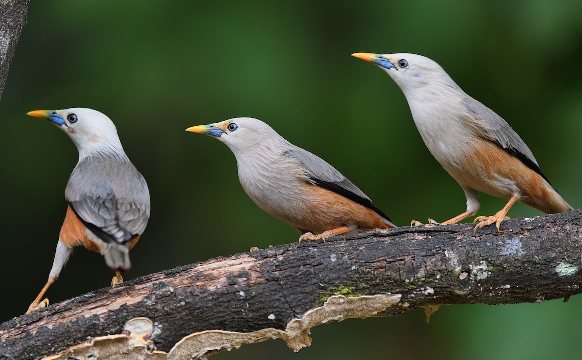 Malabar Starling - ML646746387