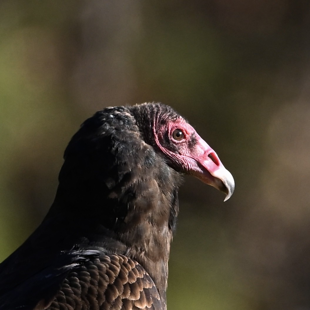 Turkey Vulture - ML646746388