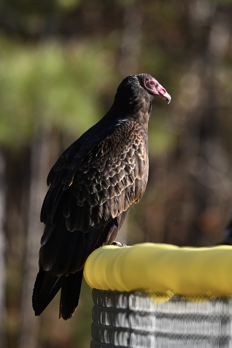 Turkey Vulture - ML646746389