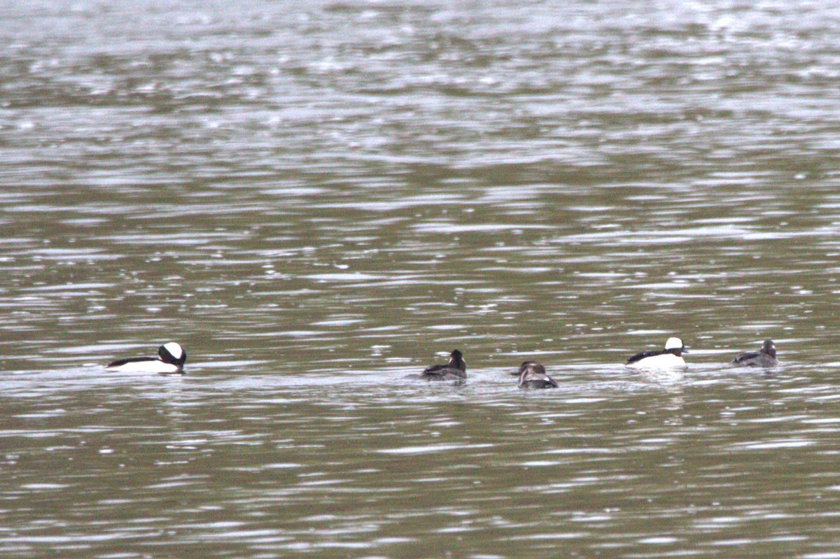 Porrón Albeola - ML646746392