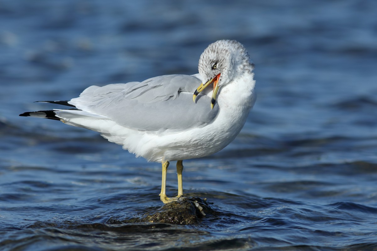 Ring-billed Gull - ML646746393
