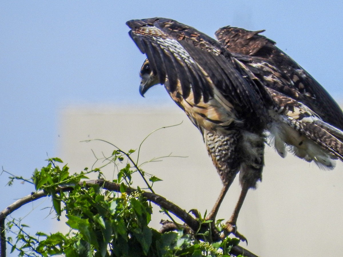 Great Black Hawk - ML646746394