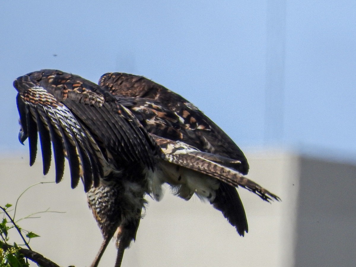 Great Black Hawk - ML646746395