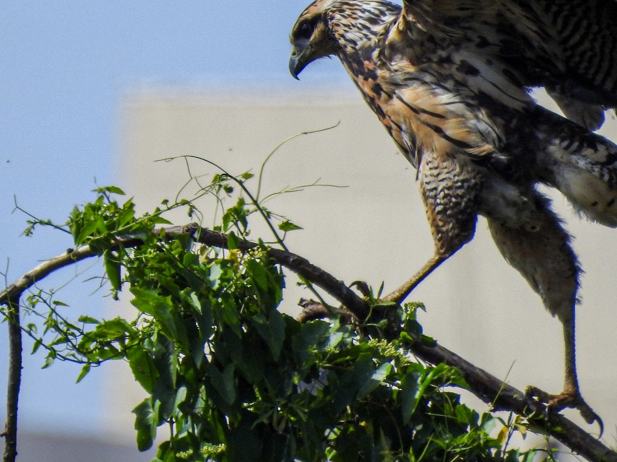 Great Black Hawk - ML646746396