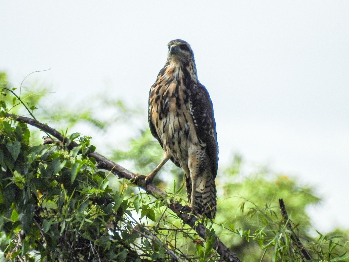 Great Black Hawk - ML646746397