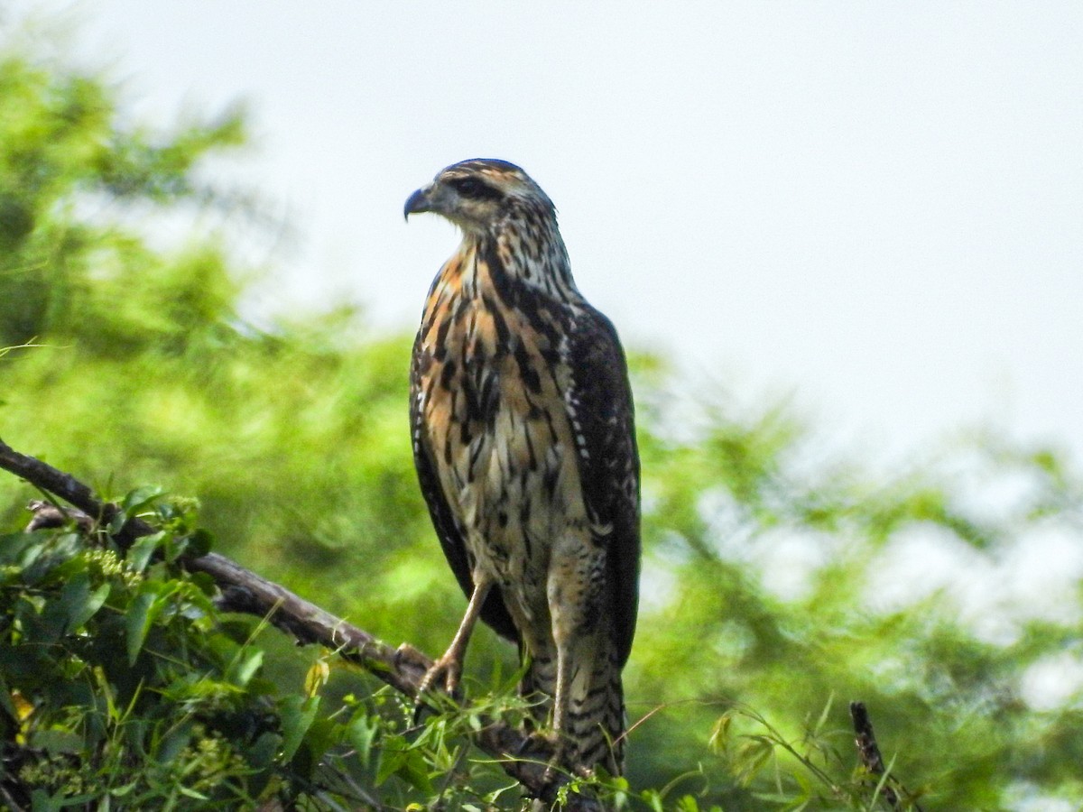 Great Black Hawk - ML646746398