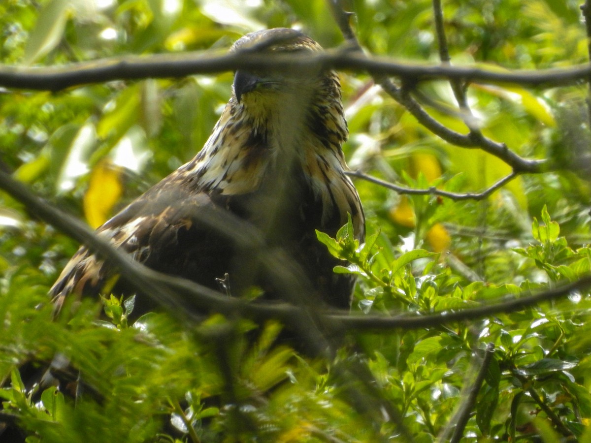 Great Black Hawk - ML646746399
