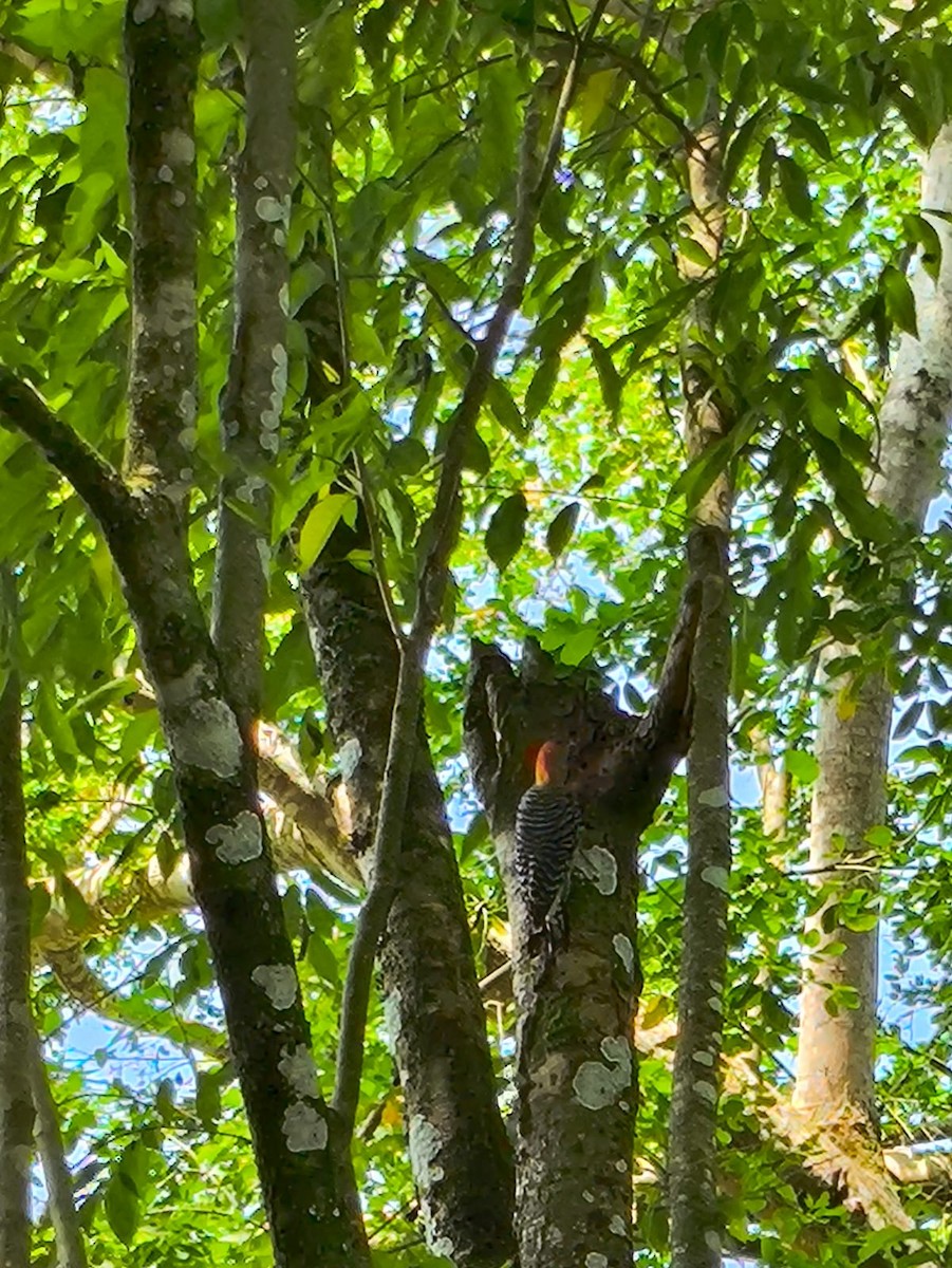 Red-crowned Woodpecker - ML646746401