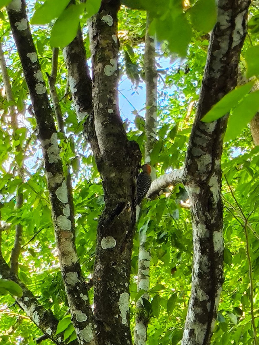 Red-crowned Woodpecker - ML646746402