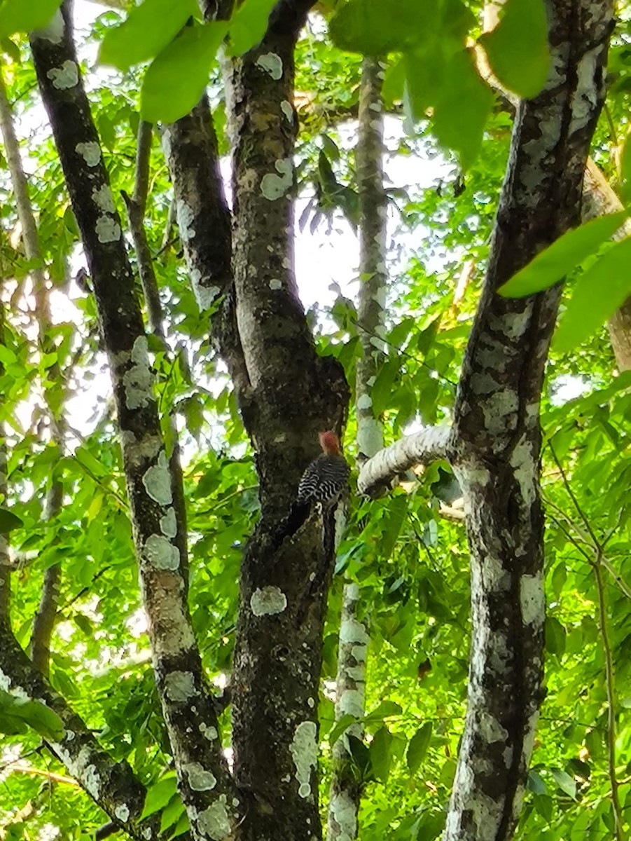 Red-crowned Woodpecker - ML646746403