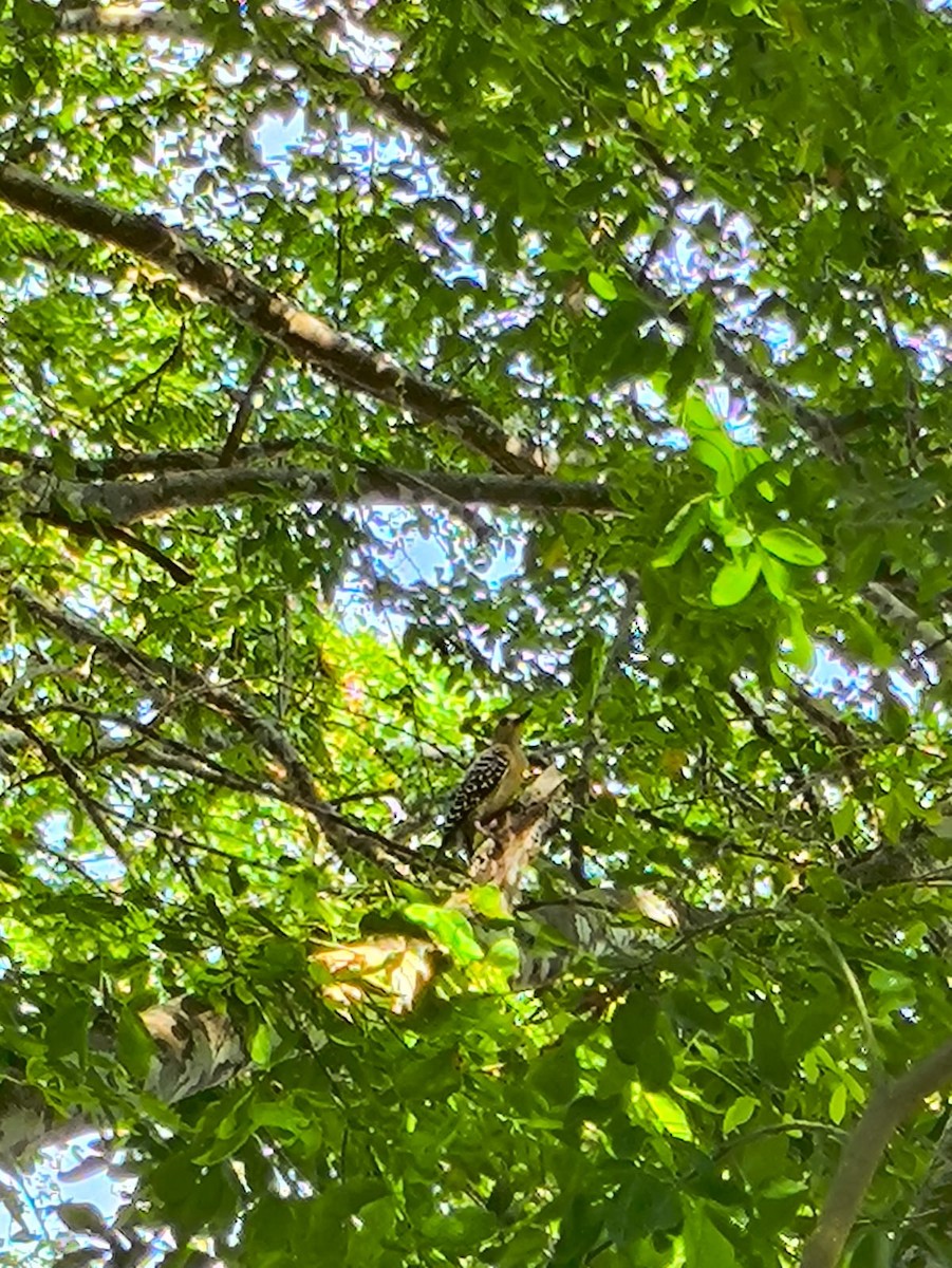 Red-crowned Woodpecker - ML646746404