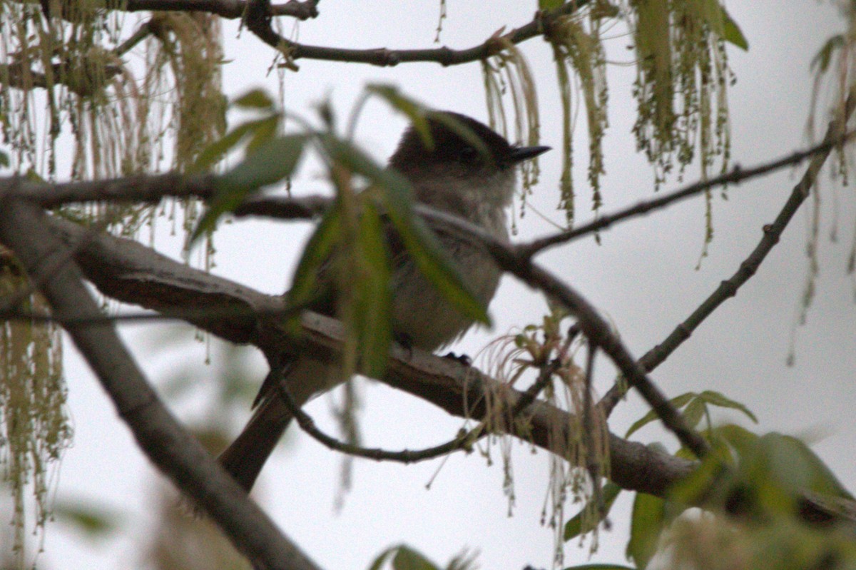 Mosquero Fibí - ML646746406