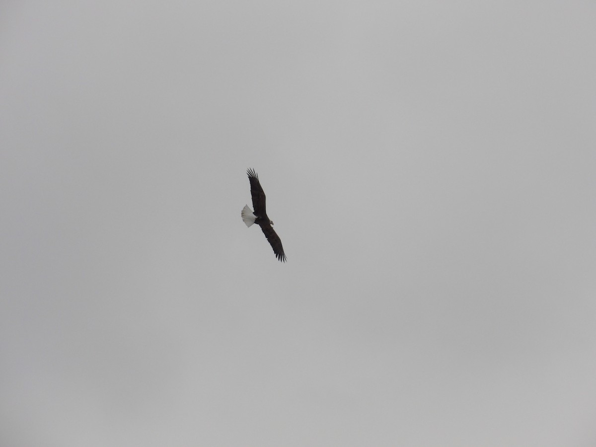 Bald Eagle - ML646746407