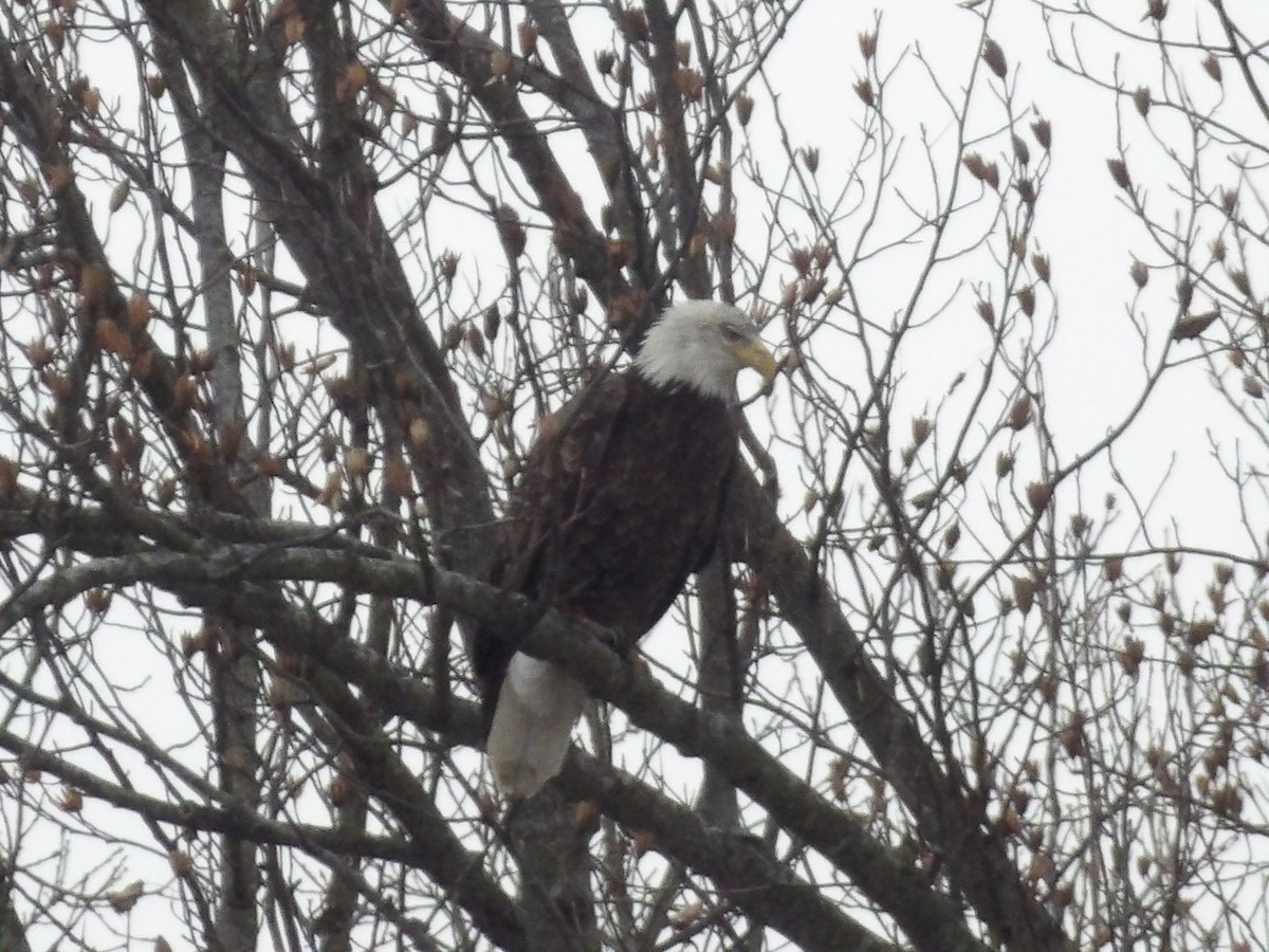 Bald Eagle - ML646746408