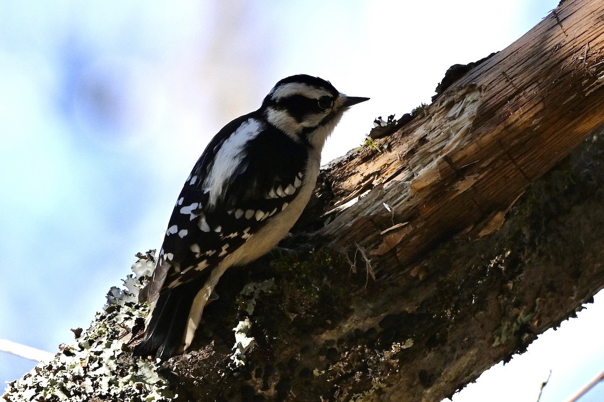 Downy Woodpecker - ML646746409
