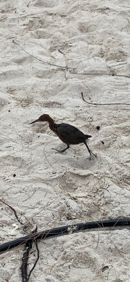 White-throated Rail - ML646746416