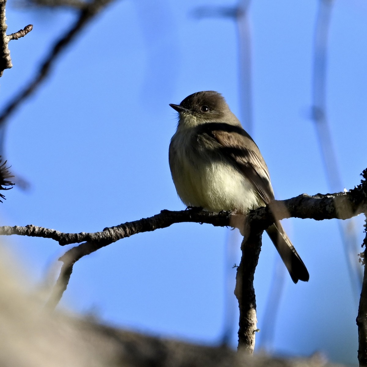 Eastern Phoebe - ML646746418