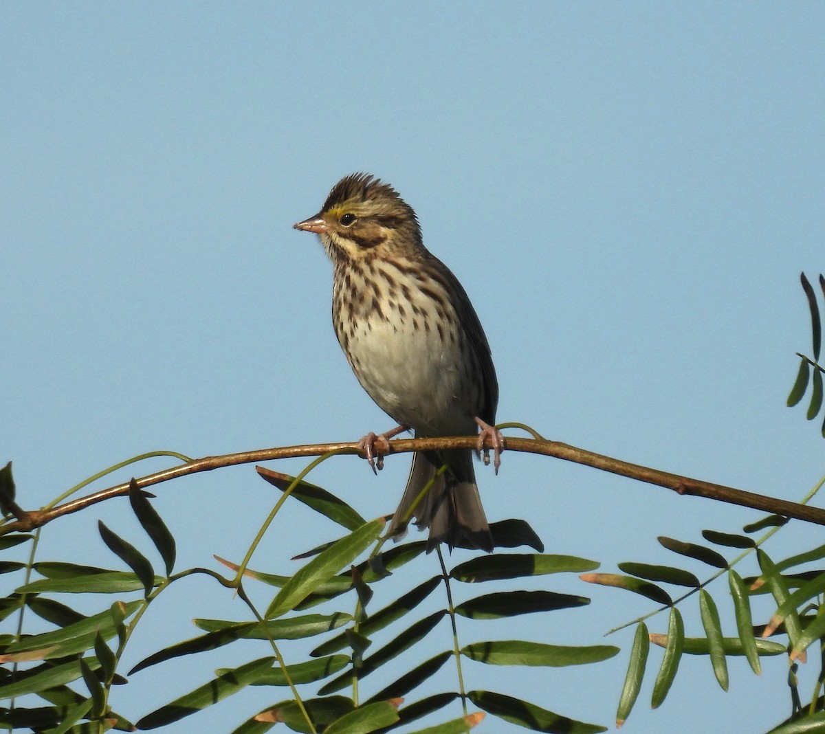Savannah Sparrow - ML646746420