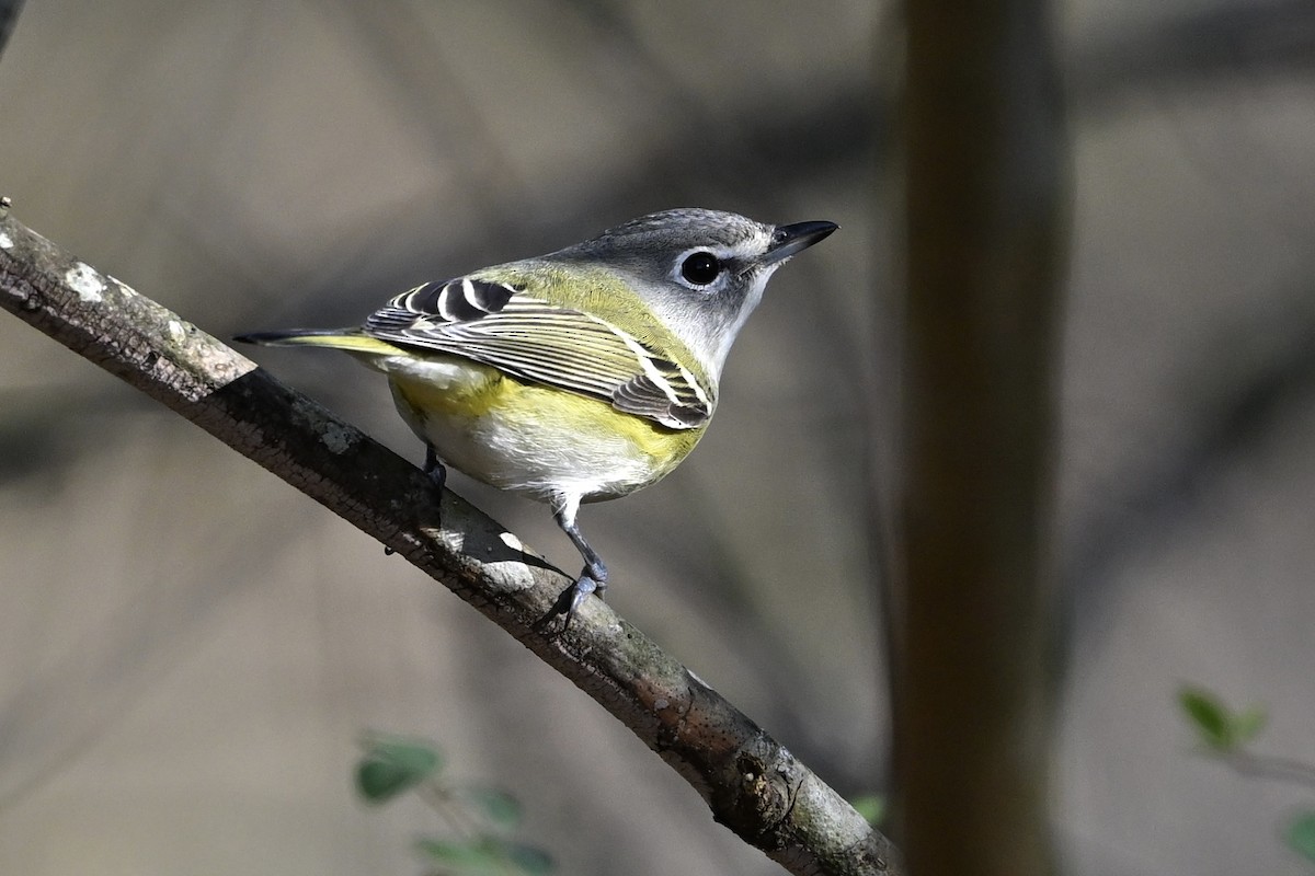 Blue-headed Vireo - ML646746425