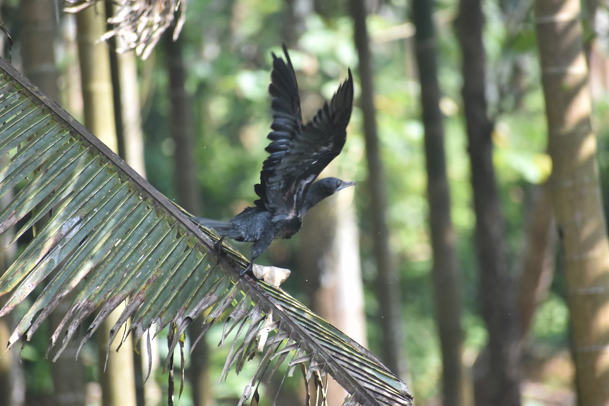 Little Cormorant - ML646746428