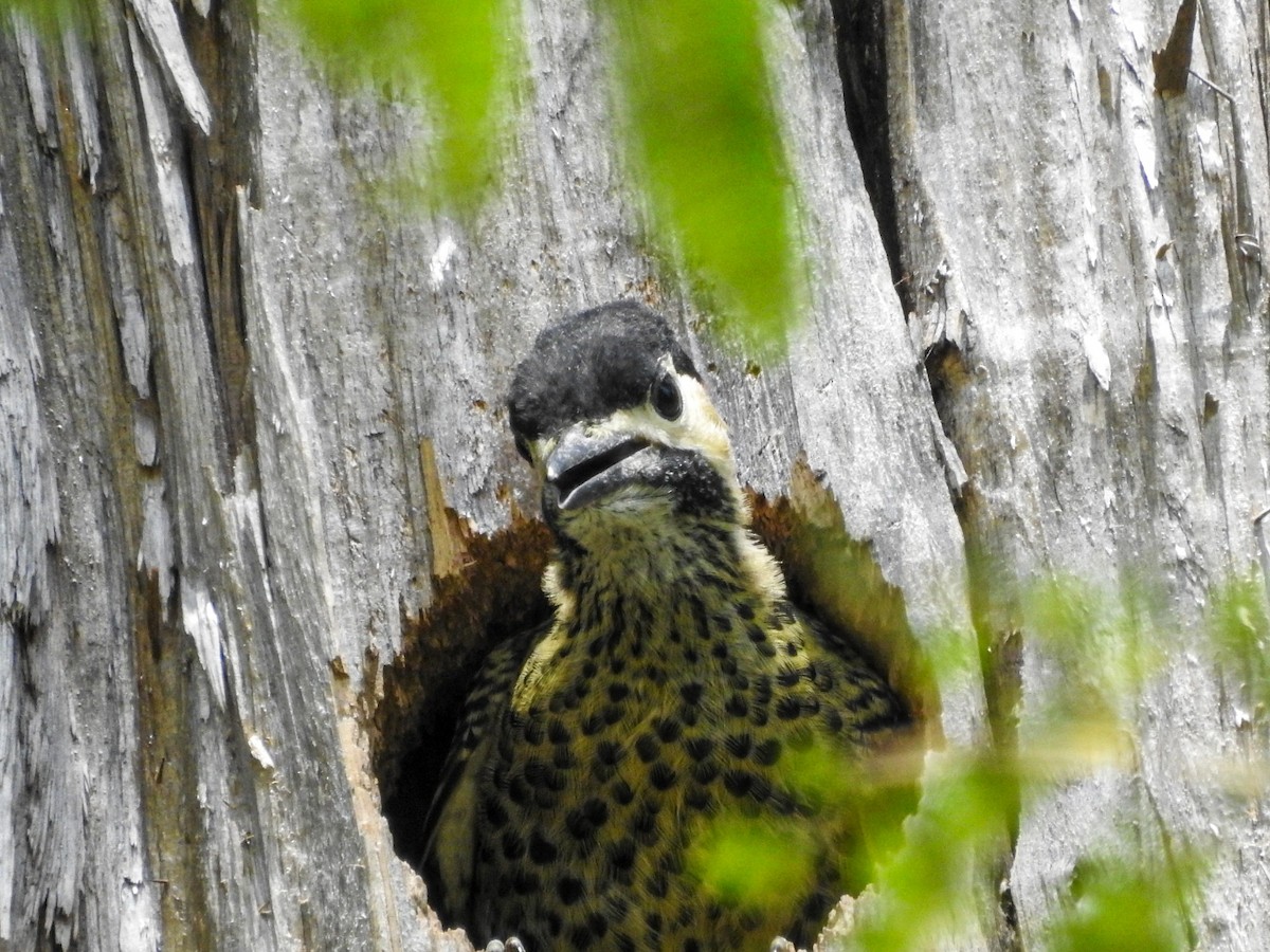 Декол плямистоволий - ML646746430