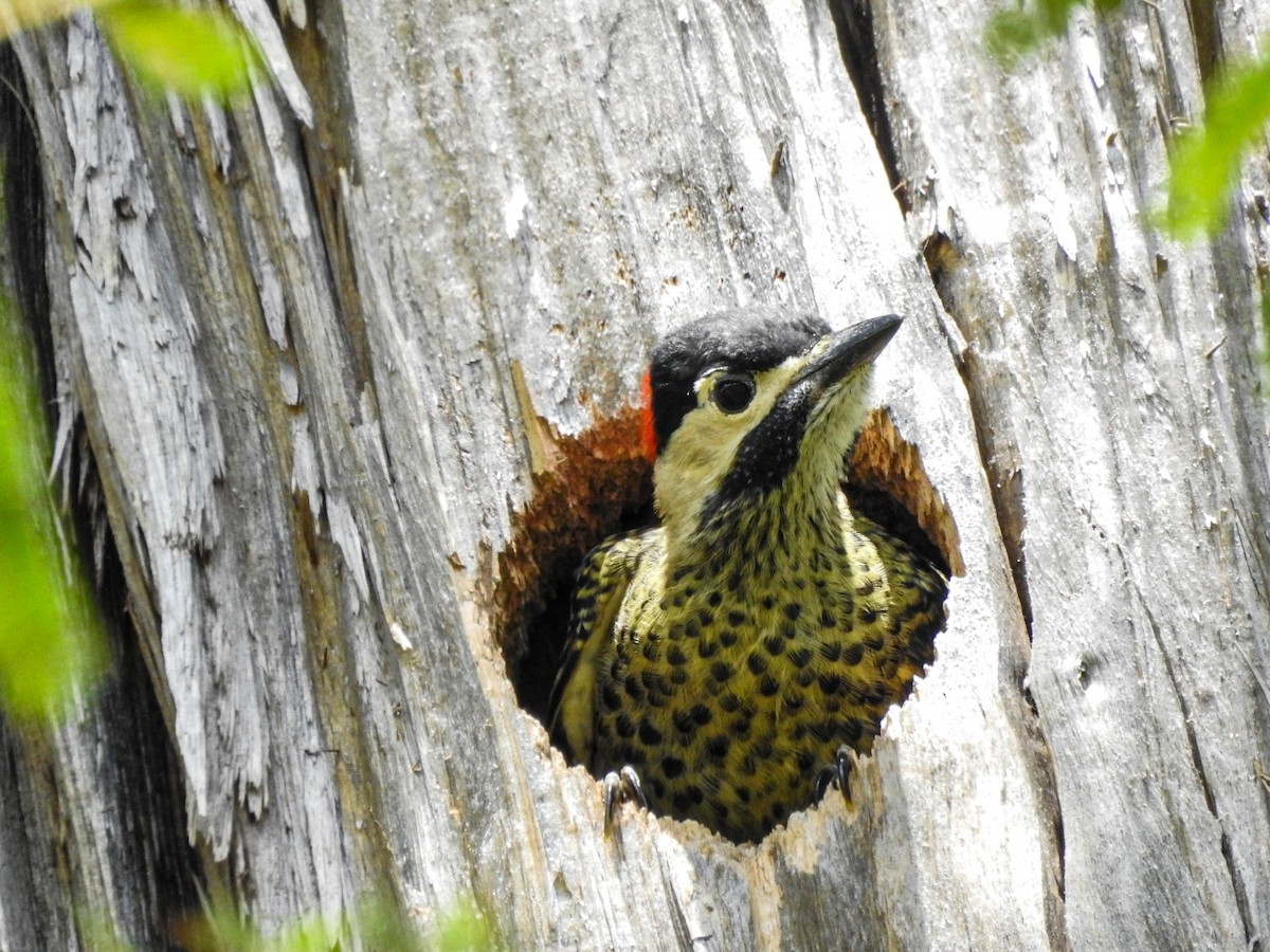 Декол плямистоволий - ML646746431