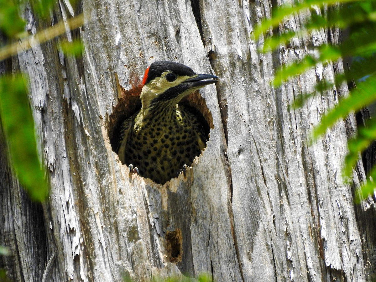 Декол плямистоволий - ML646746432