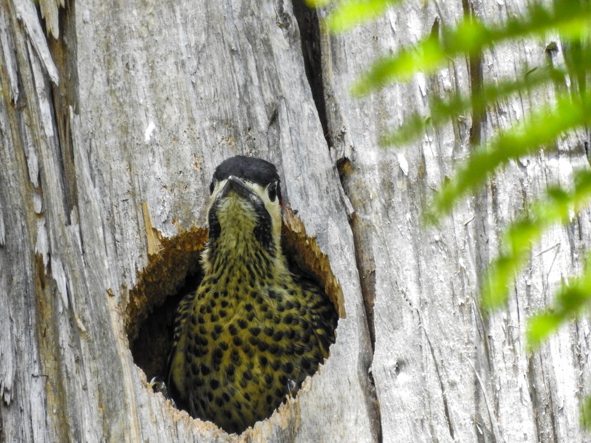 Декол плямистоволий - ML646746433