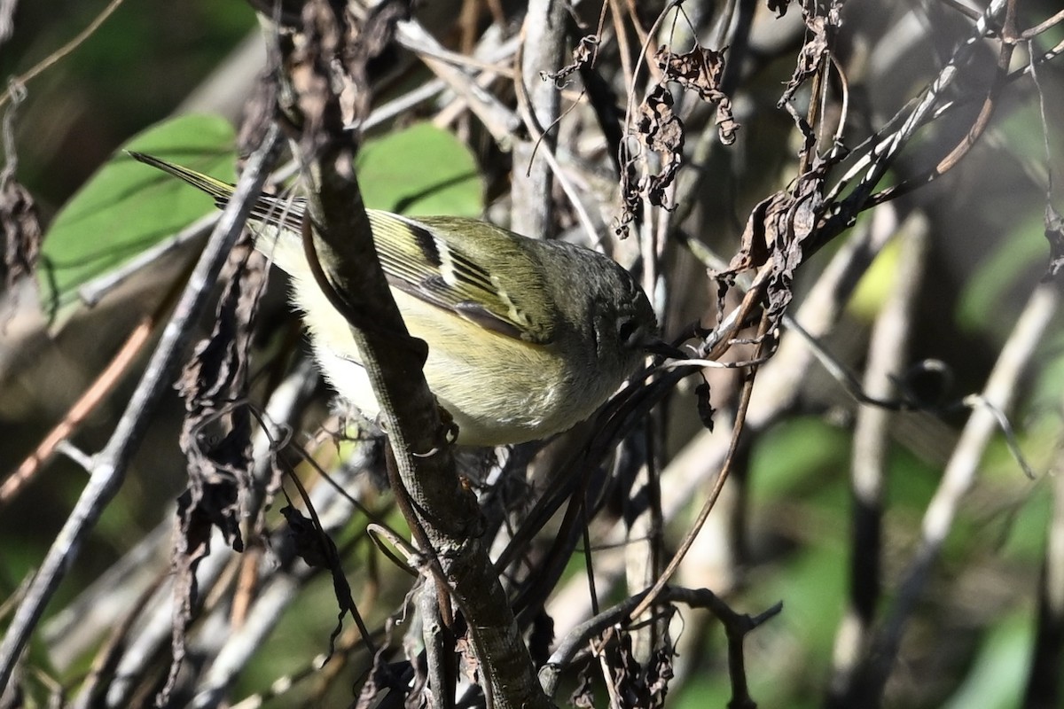 Ruby-crowned Kinglet - ML646746435