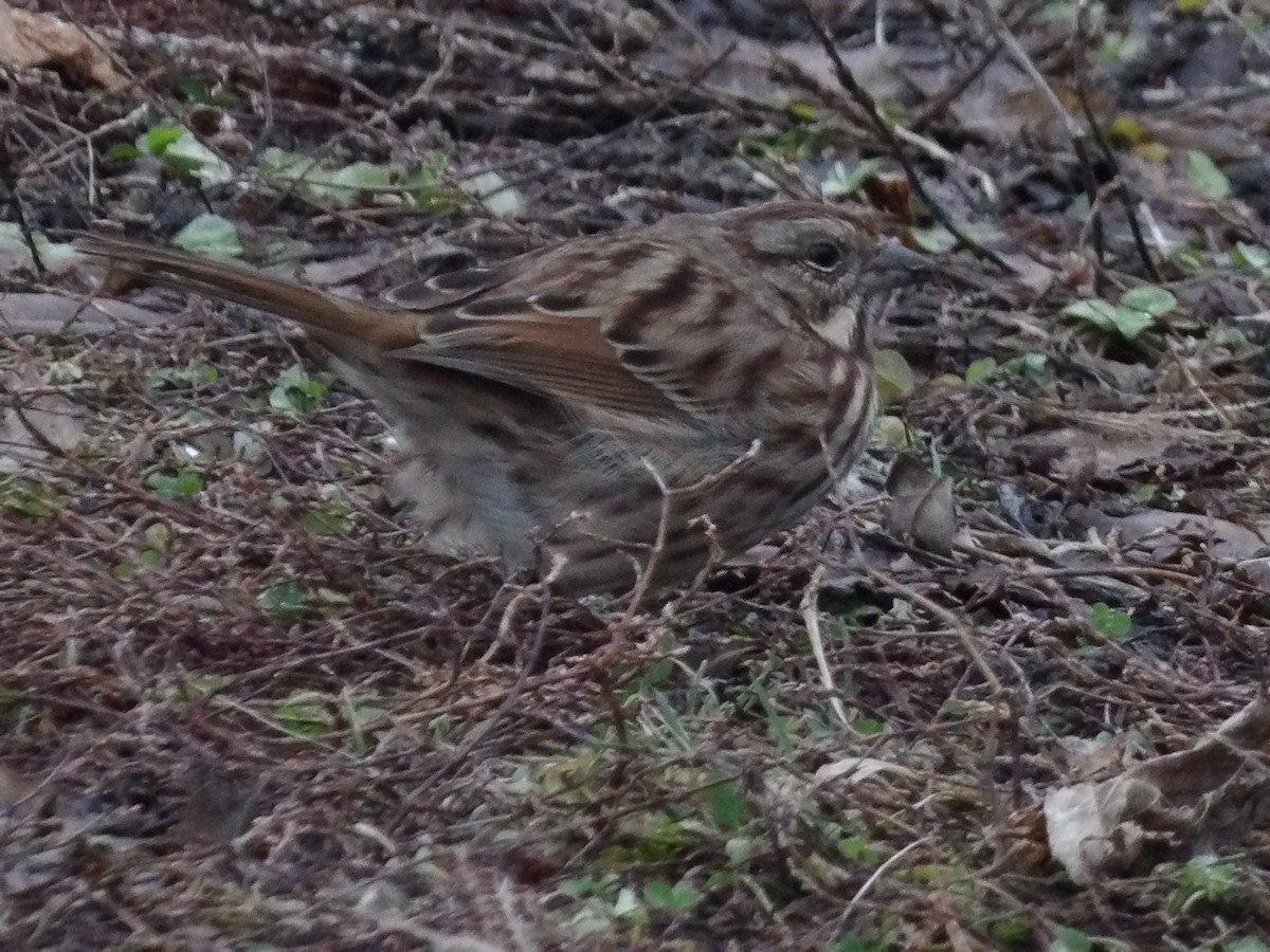 Song Sparrow - ML646746437
