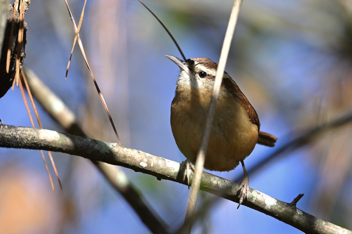 Carolina Wren - ML646746438