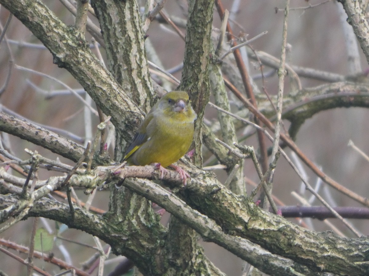 Florya - ML646746440