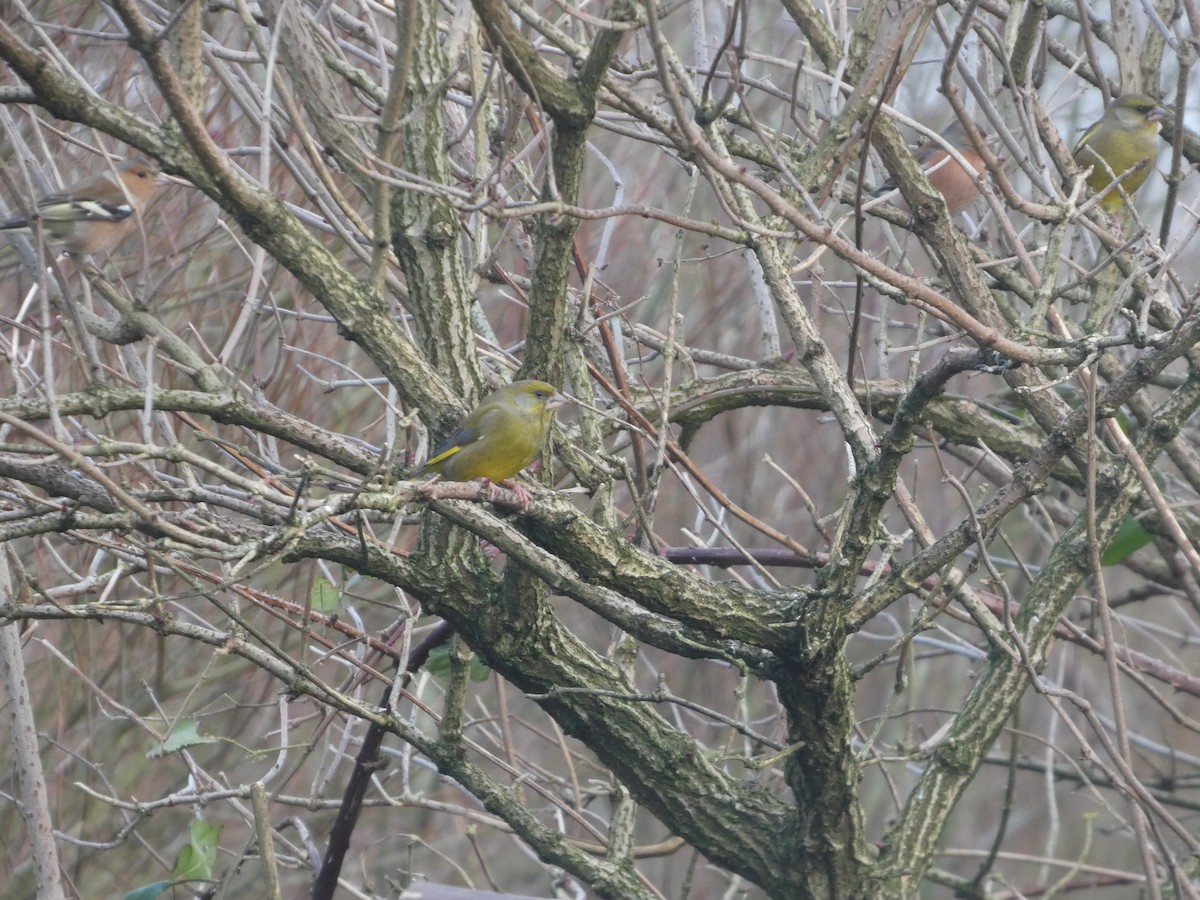 Florya - ML646746441