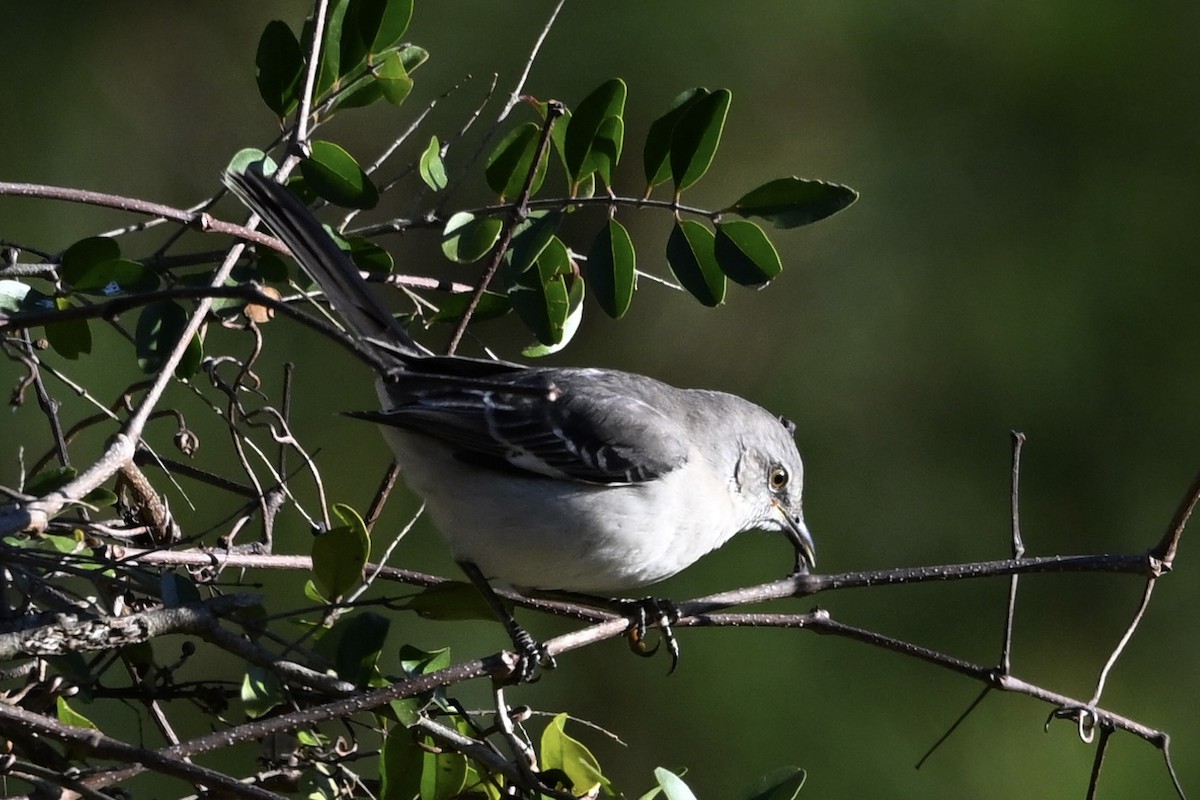 Northern Mockingbird - ML646746442