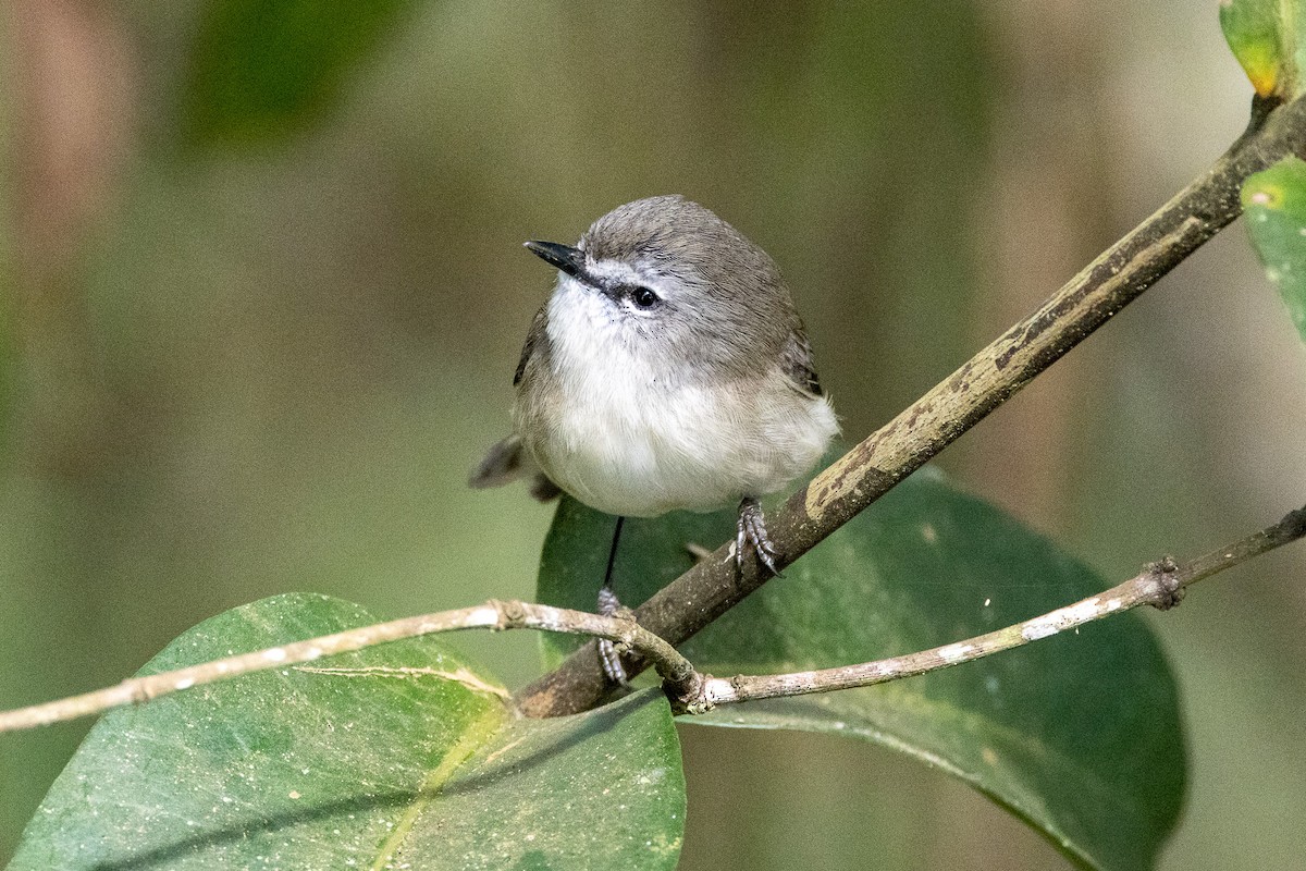 Brown Gerygone - ML646746443