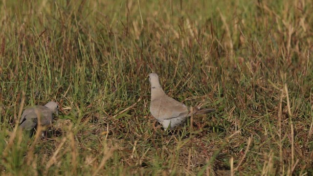 hrdlička zahradní - ML646746444