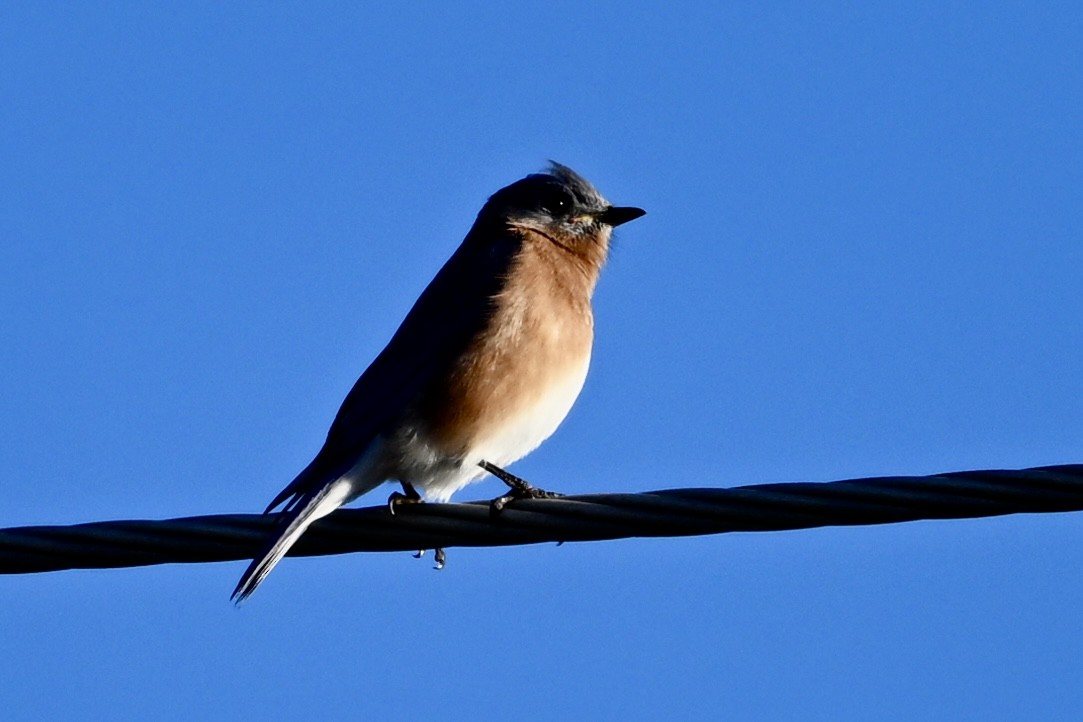 Eastern Bluebird - ML646746446