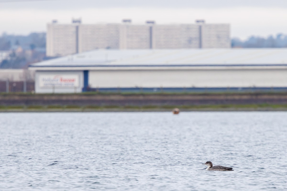 ハシグロアビ - ML646746450