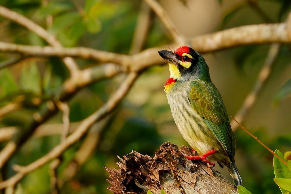 Coppersmith Barbet - ML646746452